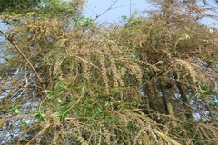 Dendrocalamus strictus